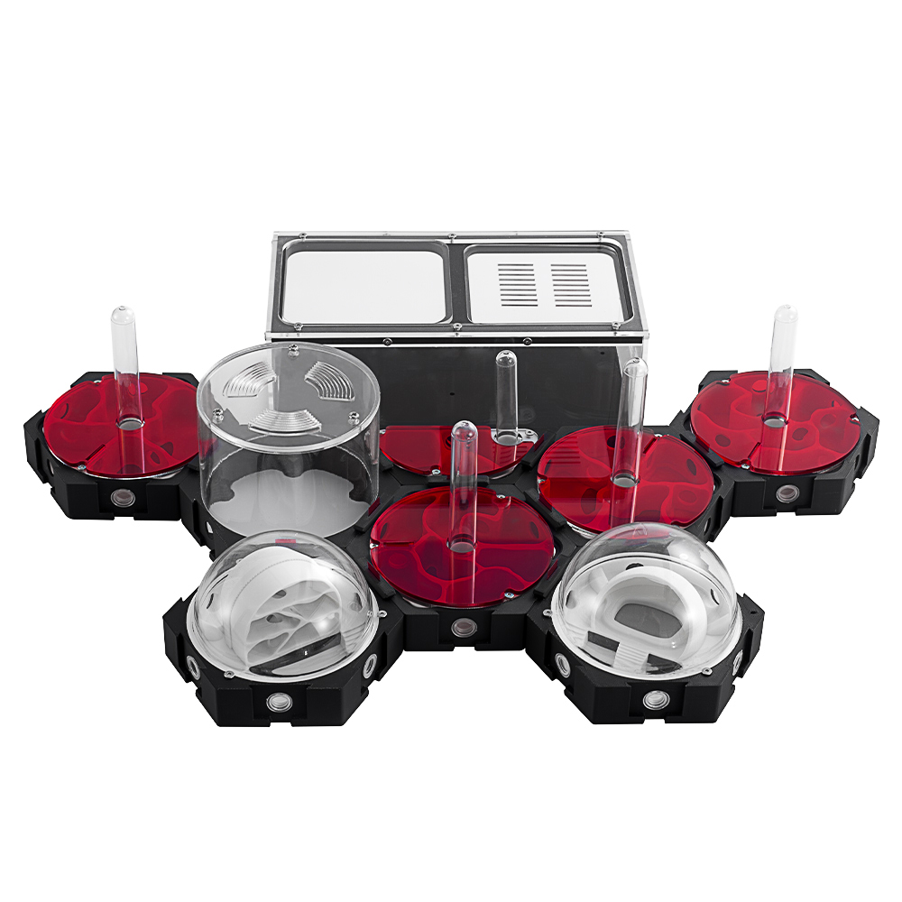 Begonia Rex - مزرعة النمل ثلاثية الأبعاد ، قابلة