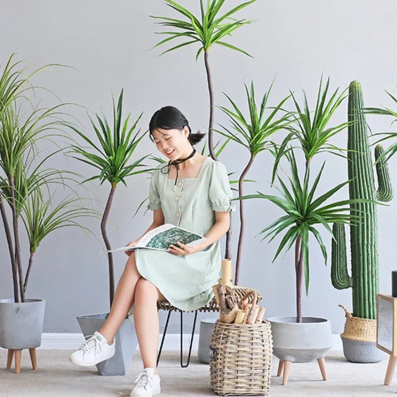 Dracaena Marginata - نبات المحاكاة Dracaena Marginata Dracaena Sago