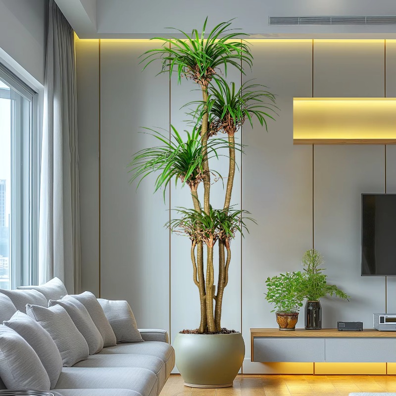شجرة منزلية داخلية/خارجية مقلد - مراجعة Dracaena Marginata وسعره