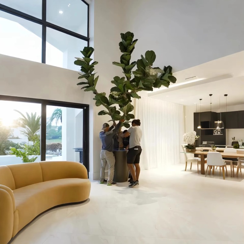 نباتات اصطناعية نباتات بوعاء د - مراجعة Ficus Lyrata Tree وسعره
