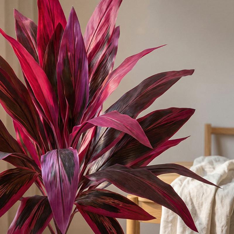 شجرة دراسينا مارجيناتا اصطناعي - مراجعة Dracaena Marginata وسعره