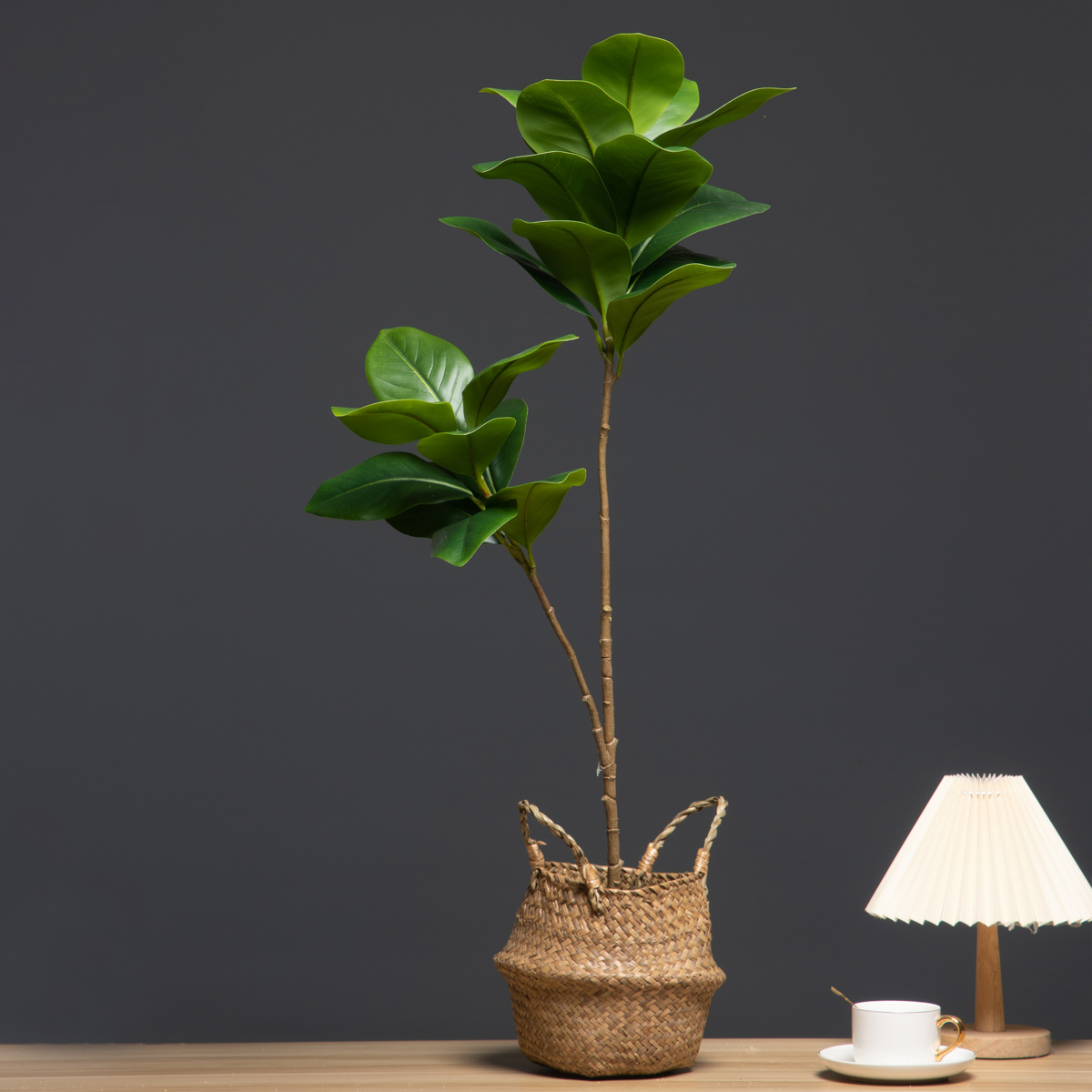 105 سنتيمتر 2 الشوك نباتات اصط - مراجعة Dracaena Marginata وسعره