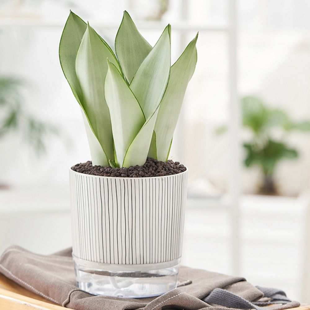 وعاء نباتات شفاف ذاتي الري للن - مراجعة Aloe Vera Pot وسعره