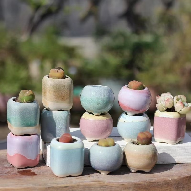 6 قطعة الزهرية الصغيرة العصارة - مراجعة Echeveria Succulent وسعره