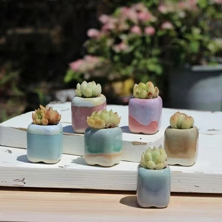 6 قطعة الزهرية الصغيرة العصارة - مراجعة Echeveria Succulent وسعره
